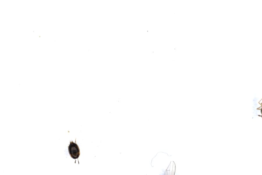 Image 65